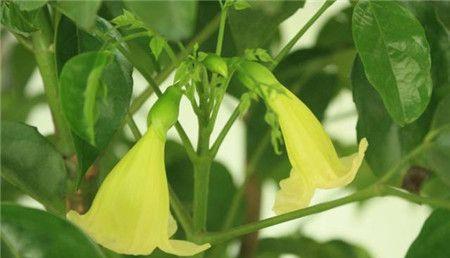 绿萝开花的预示及意义（揭秘绿萝开花的奇迹——繁花背后的寓意）