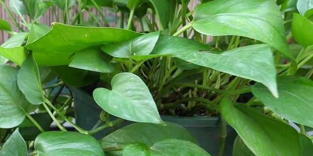 绿萝开花的预示及意义（揭秘绿萝开花的奇迹——繁花背后的寓意）