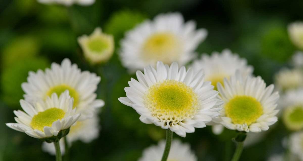 绿色菊花花语（揭示绿色菊花传达的意义与祝福）