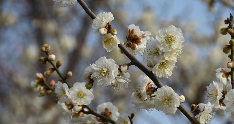 梅花生肖之谜（揭秘梅花暗藏的十二生肖线索）