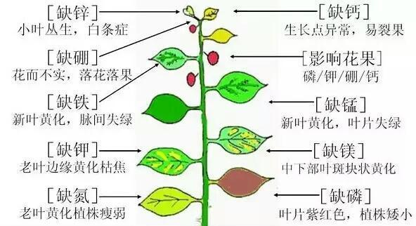 探秘碧玉摘心打顶的时间与方法（领略中华武术精髓）