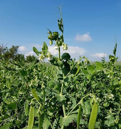 如何种植扁豆（时间）