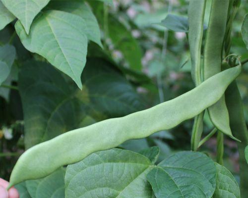 扁豆角种植知识（选育品种）