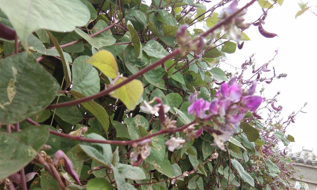 花盆里种扁豆的方法与技巧（如何在家里种植营养丰富的扁豆）