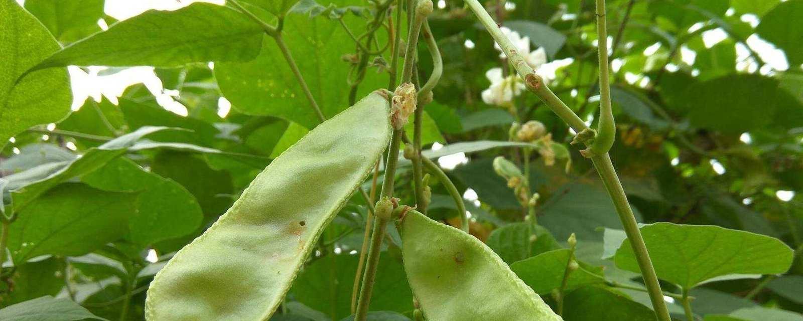 小扁豆种植全指南