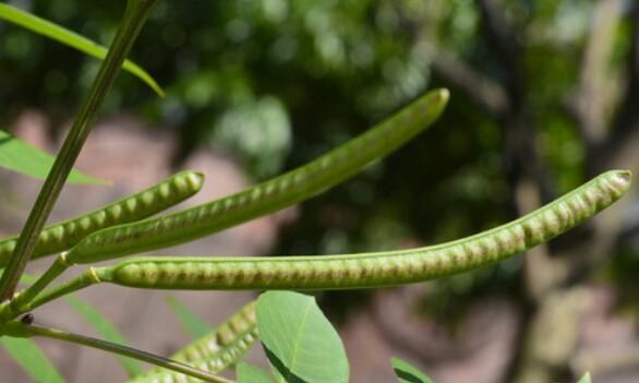 小扁豆种植全指南