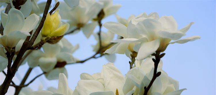 花语表达爱（用花为媒）