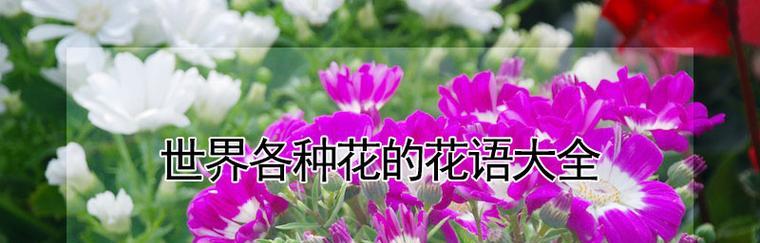 鲜花语代表感恩的15种花（感恩节送什么花最合适）