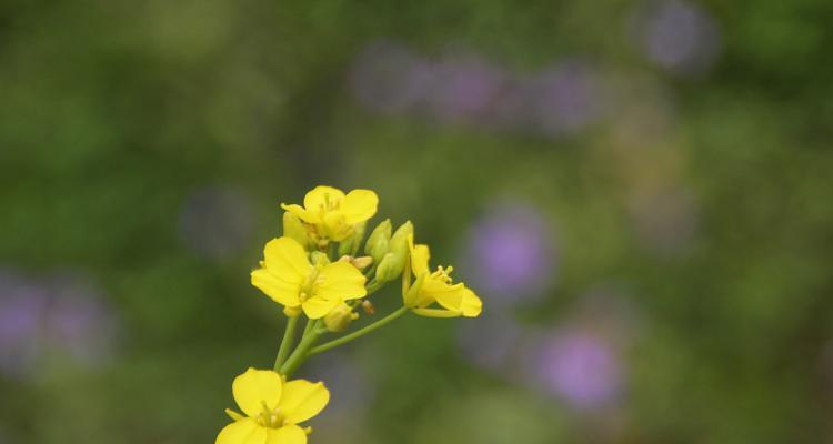 孤独的花——寂寞的自我（探寻花语中的孤独意象）