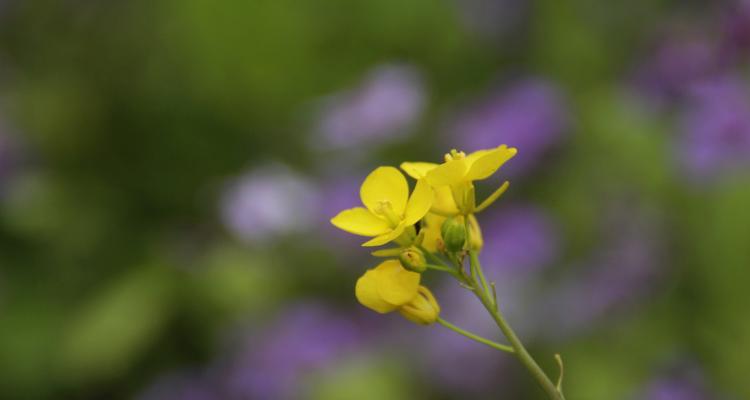 孤独的花——寂寞的自我（探寻花语中的孤独意象）