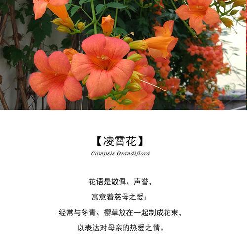 永恒的纪念——纪念的花语（深情缅怀）