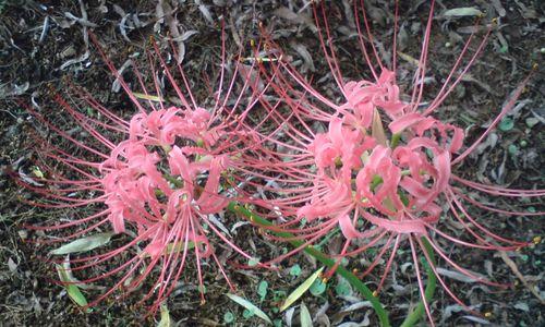 花语探秘（用花语诉说生命力的坚韧与勇气）