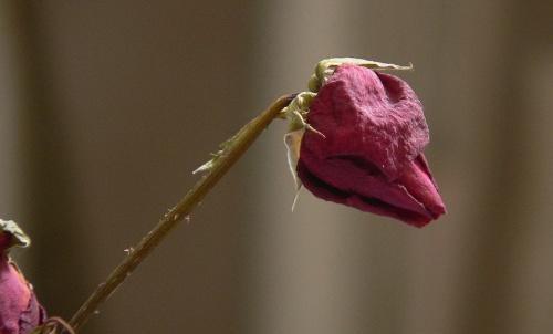 伤心的花，哭泣的心（探寻花语）