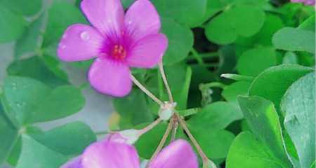 守护的花花语有哪些（探秘花语世界）