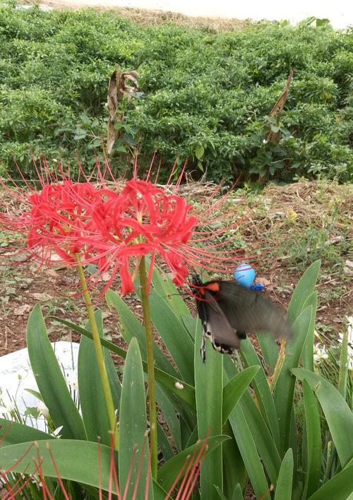 缅怀逝者的花语（揭示死亡的花与含义）