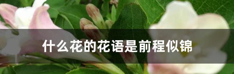 遗憾的花语（用花语表达内心的遗憾）