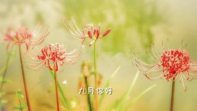 再见的花语（用花语告别）