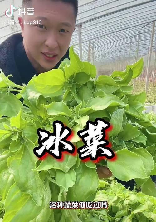 冰菜的水培栽培方法与技巧（揭秘家庭水培冰菜的种植步骤和注意事项）