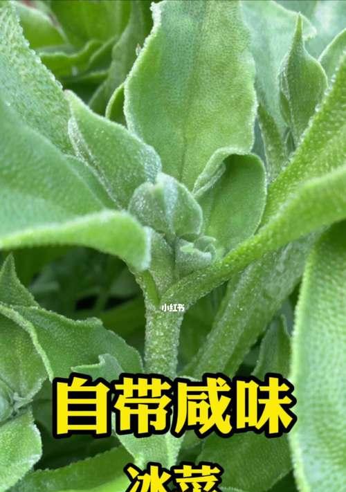 解读冰菜——这种美味蔬菜的成长历程（探究冰菜的生命周期及其对健康的益处）