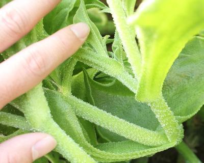 如何种植冰草种子（种植步骤）