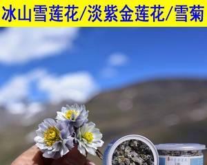 探秘冰菊的神奇功效（解密冬季最爱的保健佳品）