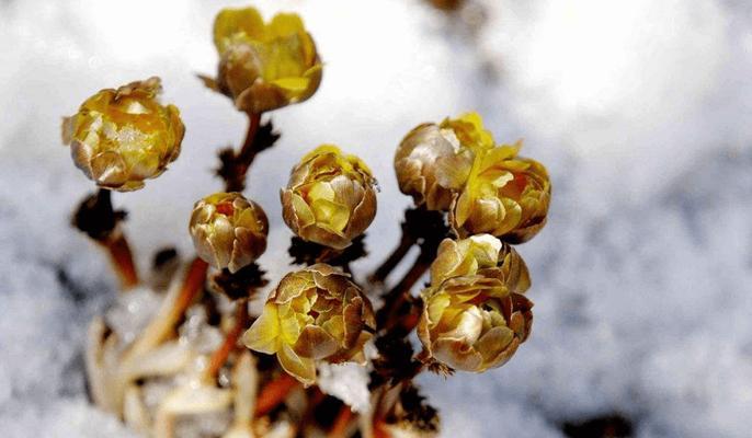 冰凌花的功效与作用（解析冰凌花的药用价值与保健作用）