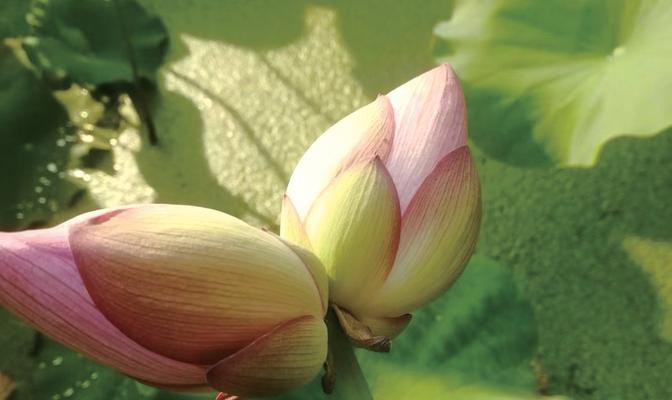 并蒂莲花开花时间及开花期（了解并蒂莲开花时间）