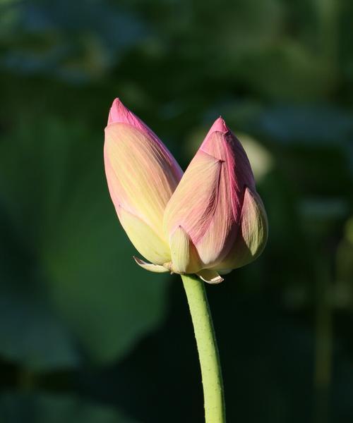 并蒂莲花开花时间及开花期（了解并蒂莲开花时间）