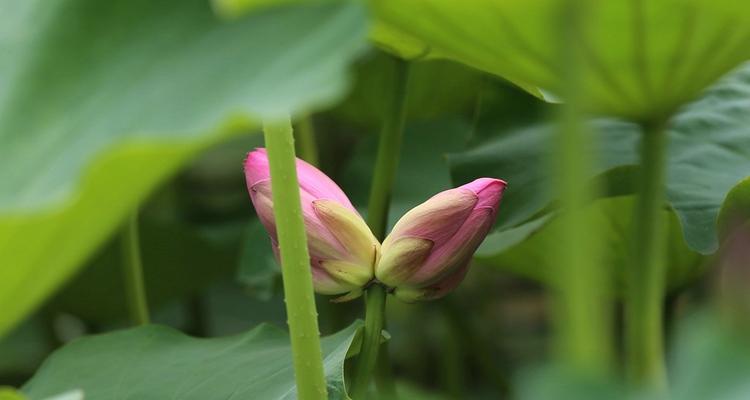 并蒂莲的种植与栽培（时间）