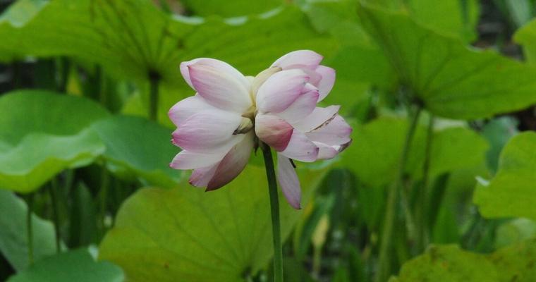 并蹄莲开花后的处理方法（如何妥善保养并蹄莲）