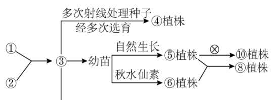 正确掌握波斯菊打顶时间及方法（科学种植）