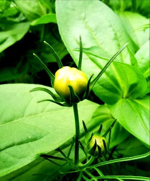 探秘波斯菊的魅力（探秘波斯菊的魅力）