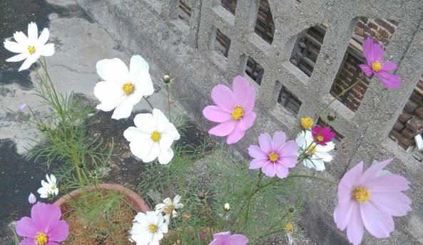 波斯菊在室内种植的秘密（适合室内种植的波斯菊品种与种植技巧）