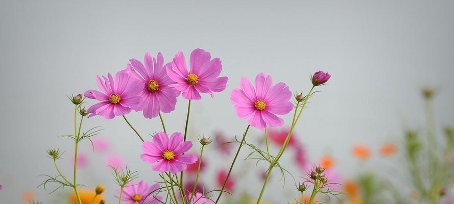 波斯菊的生长习性及耐阴程度（探究波斯菊是否适合于阴暗环境下的生长）