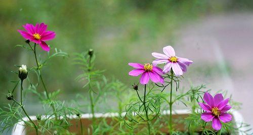 波斯菊的生长与开花特点（一年开花几次）