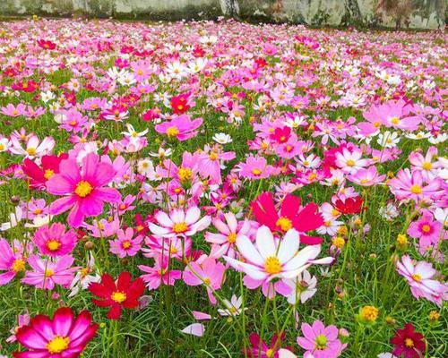 波斯菊的生长与开花特点（一年开花几次）