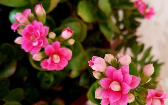 花语中的平安之花（传递平安祝福的15种花语）