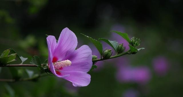 花语告白（绽放的思念）