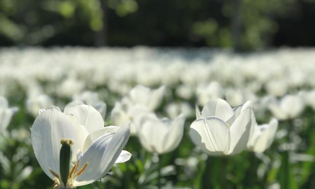 再见的花（用花语道别）