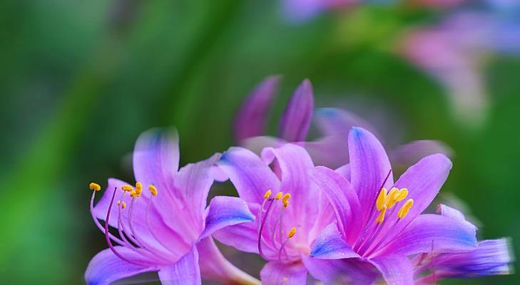 重逢之花（重逢的花有哪些）