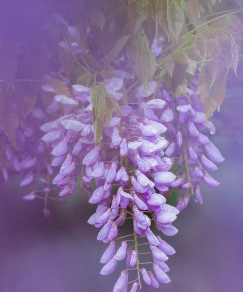 自负之花（花语解读自负之花的独特魅力）