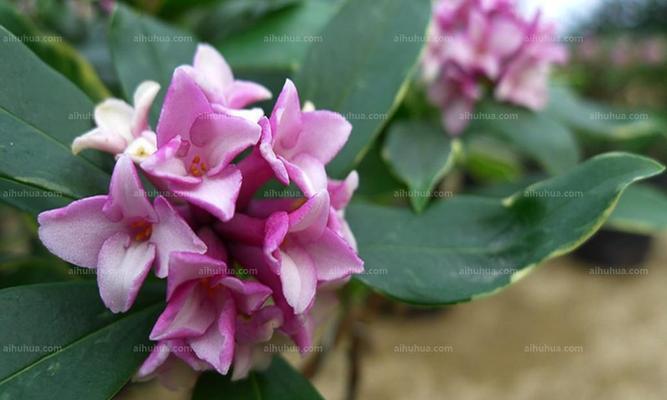 不同颜色瑞香花的花语之美（揭示瑞香花的神秘之语）