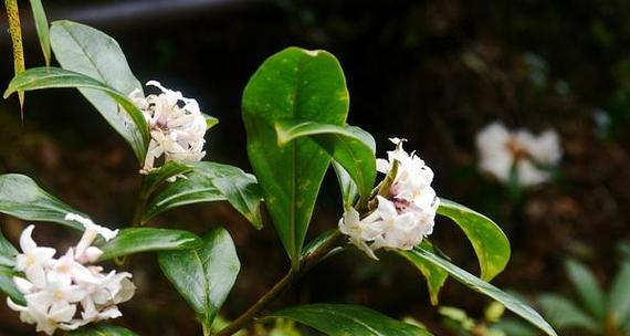 不同颜色瑞香花的花语之美（揭示瑞香花的神秘之语）