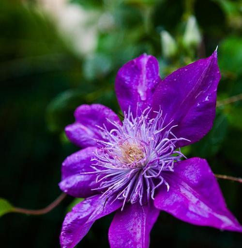 铁线莲花语（探索铁线莲花的神秘花语世界）