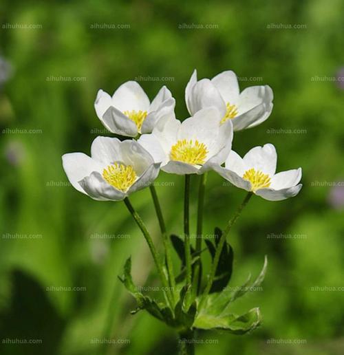 银莲花花语-颜色传递的心意（银莲花花语及不同颜色的含义解析）