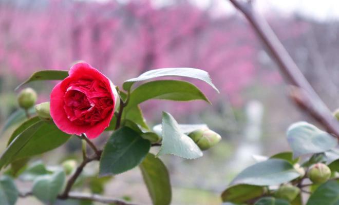 茶花的花语与寓意（茶花的美丽与内涵）