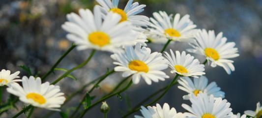 雏菊花语的象征与寓意（探索雏菊的花语与深层寓意）