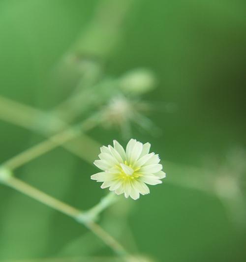 春天的花朵盛开，带给人们无尽希望（以代表春天的植物为主题）