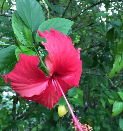 坚强独立，以代表独立自强的花花寓意（探索花朵中的坚韧与自立精神）