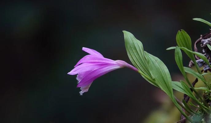 坚强独立，以代表独立自强的花花寓意（探索花朵中的坚韧与自立精神）